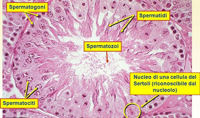 Biopsia Testicolare a Salerno